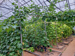 SALON MERELLISET KYLÄT: ANGELNIEMI JA VARTSALA   